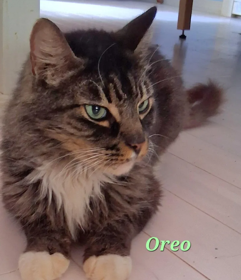 Oreo thumbnail 2