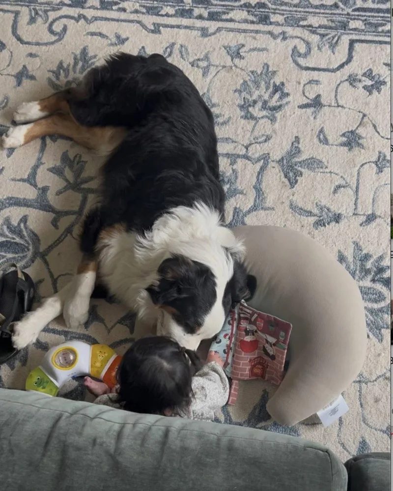 A young medium-sized male Australian Shepherd dog named Scotty for adoption in Dallas, TX