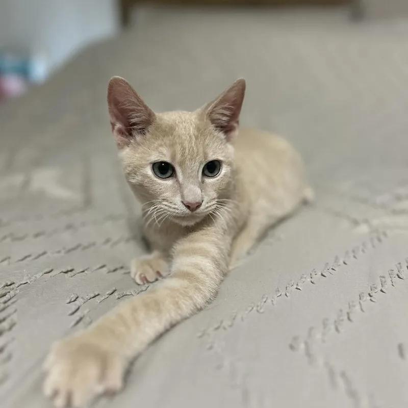 A baby medium-sized male Domestic Short Hair cat named Vamp for adoption in San Antonio, TX