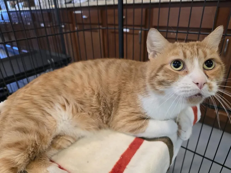 Rudy Patootie thumbnail 3