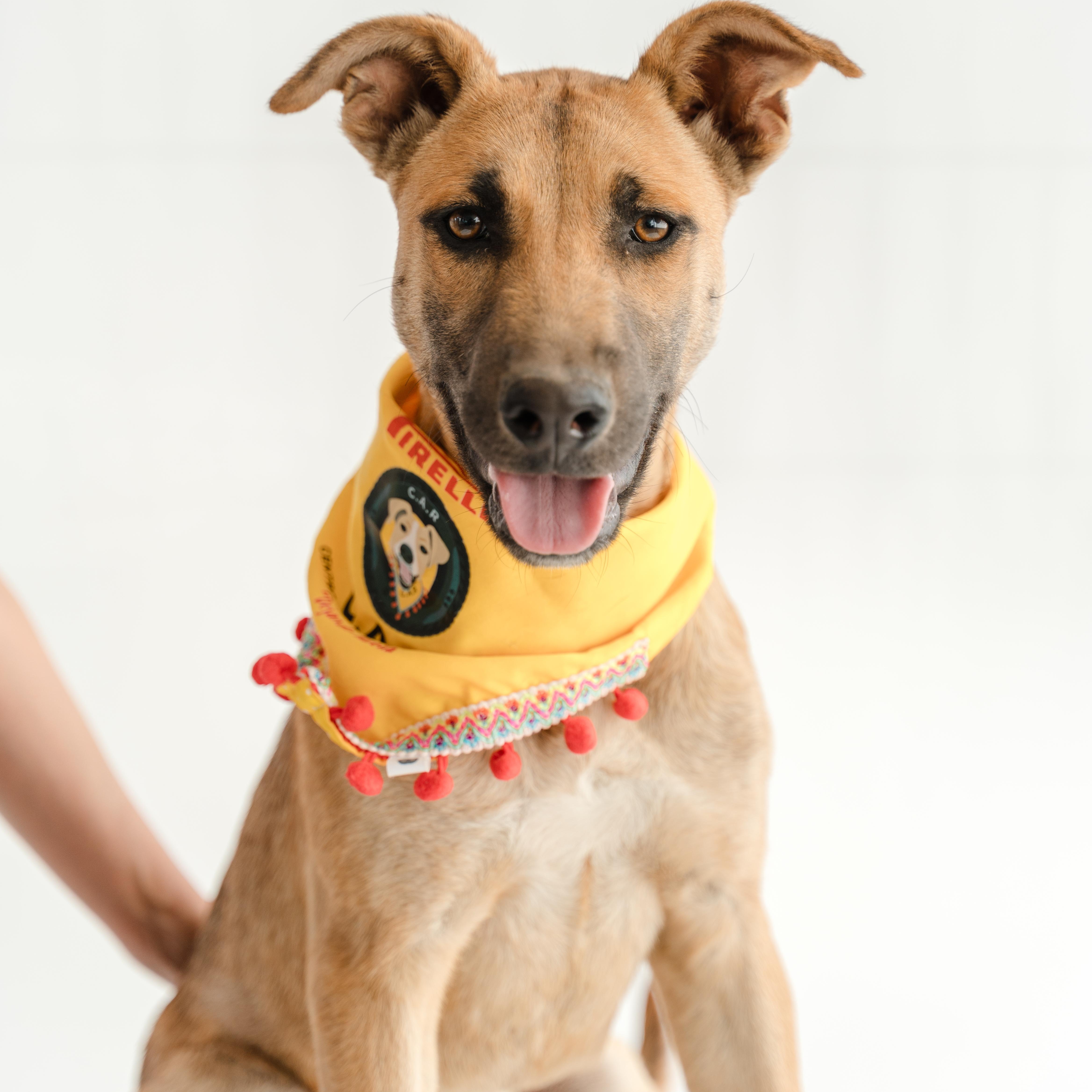 A baby medium-sized female Tricolor (Brown, Black, & White) Shepherd dog named Bambi for adoption in Manvel, TX