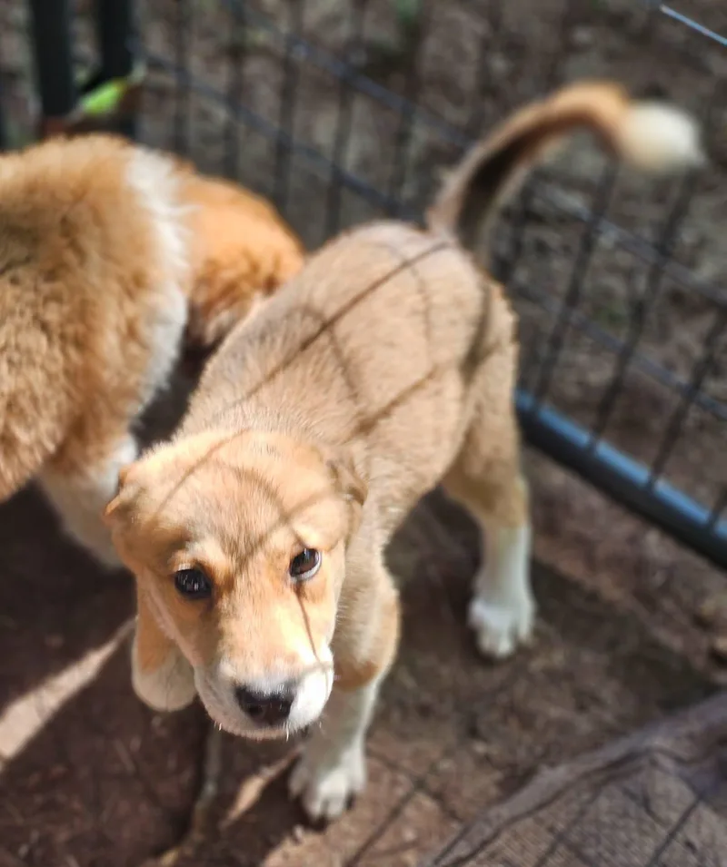 A baby medium-sized male Apricot / Beige Great Pyrenees dog named Nectarine for adoption in Fort Payne, AL