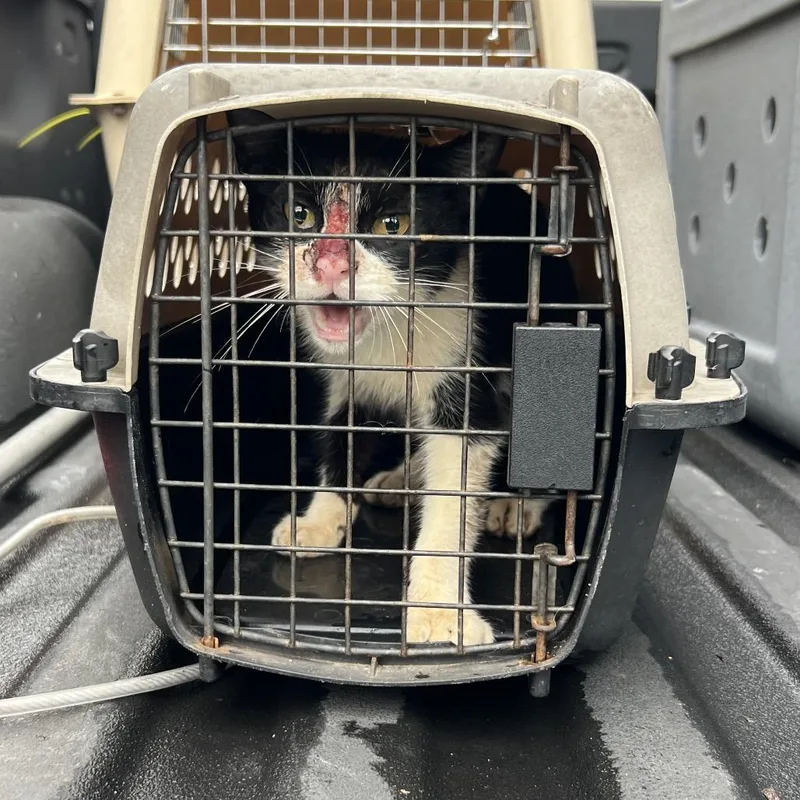 An adult medium-sized female Black Domestic Short Hair cat named Suga Mama for adoption in Lake Jackson, TX