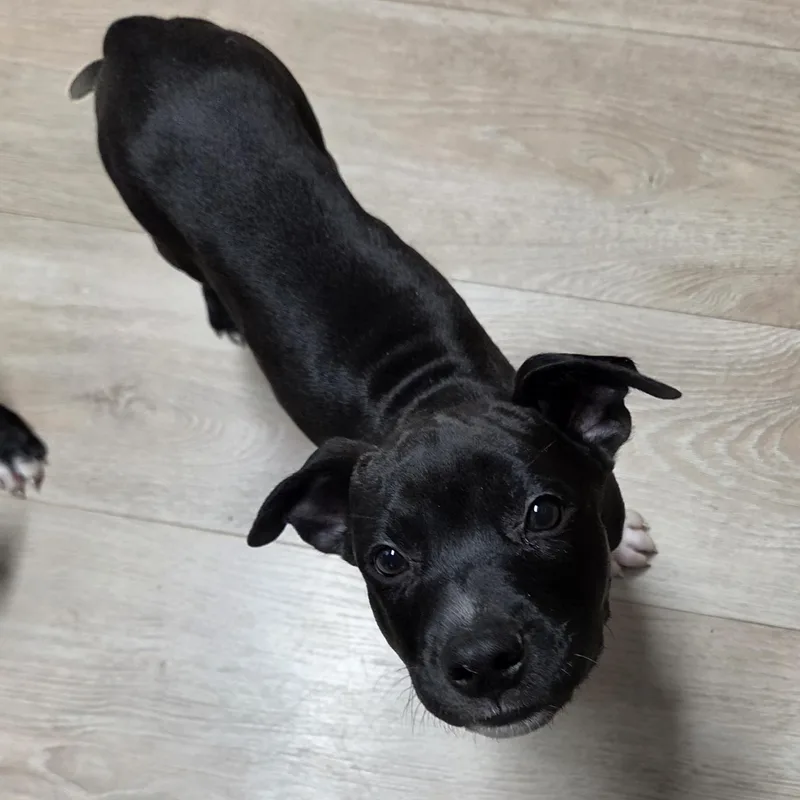 A baby large-sized male Black Pit Bull Terrier dog named Curly for adoption in Wyandotte, MI