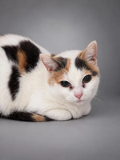 An adult medium-sized female Domestic Short Hair cat named Patches for adoption in Bowling Green, KY