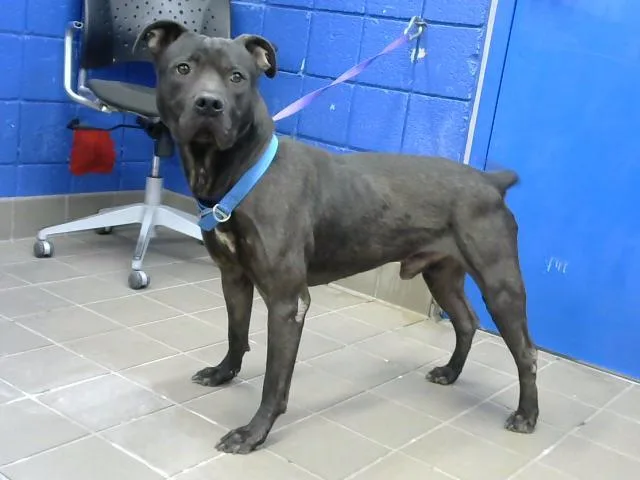 An adult medium-sized male Pit Bull Terrier dog named King for adoption in Albuquerque, NM