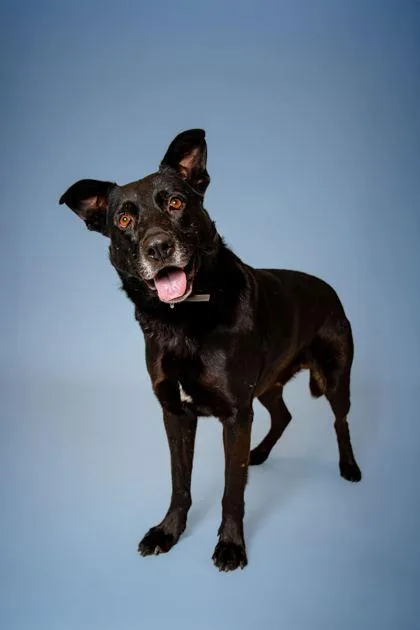 A senior extra large-sized male Mixed Breed dog named Commander Cluster for adoption in Sevierville, TN