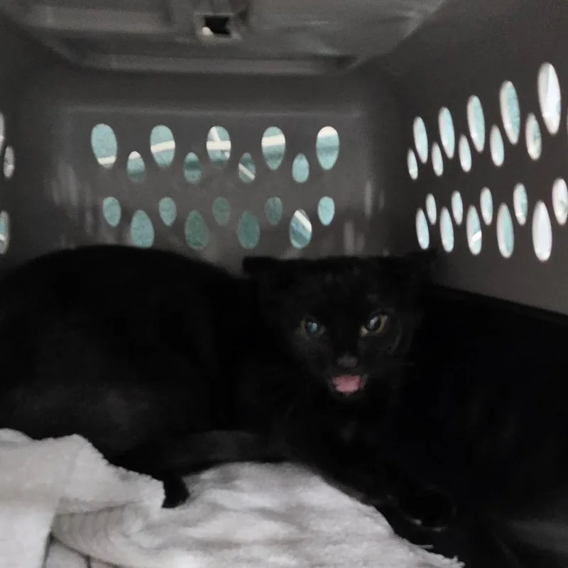 A baby small-sized male Black Domestic Short Hair cat named B Midnight for adoption in Centralia, WA