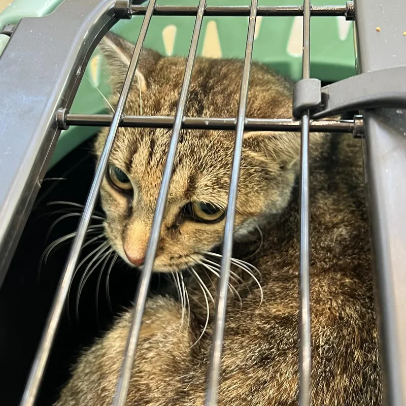 An adult medium-sized female Brown / Chocolate Domestic Short Hair cat named 72268 for adoption in Harrisonburg, VA