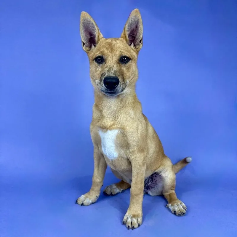 A young medium-sized female Yellow / Tan / Blond / Fawn Catahoula Leopard Dog dog named Elaine for adoption in Alvin, TX