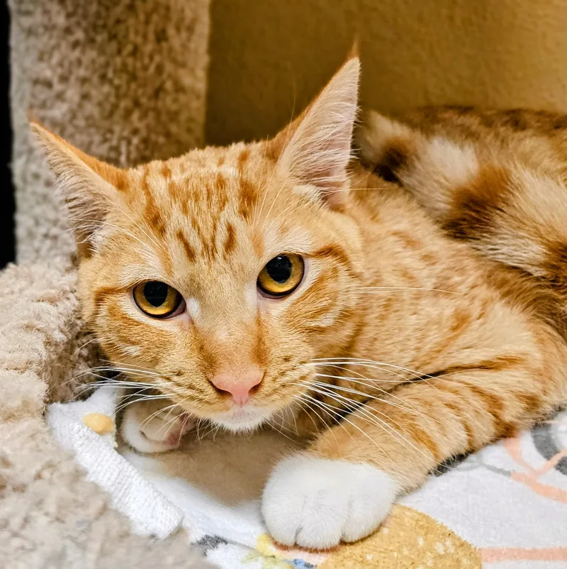 Spencer Rancho Cucamonga Petsmart