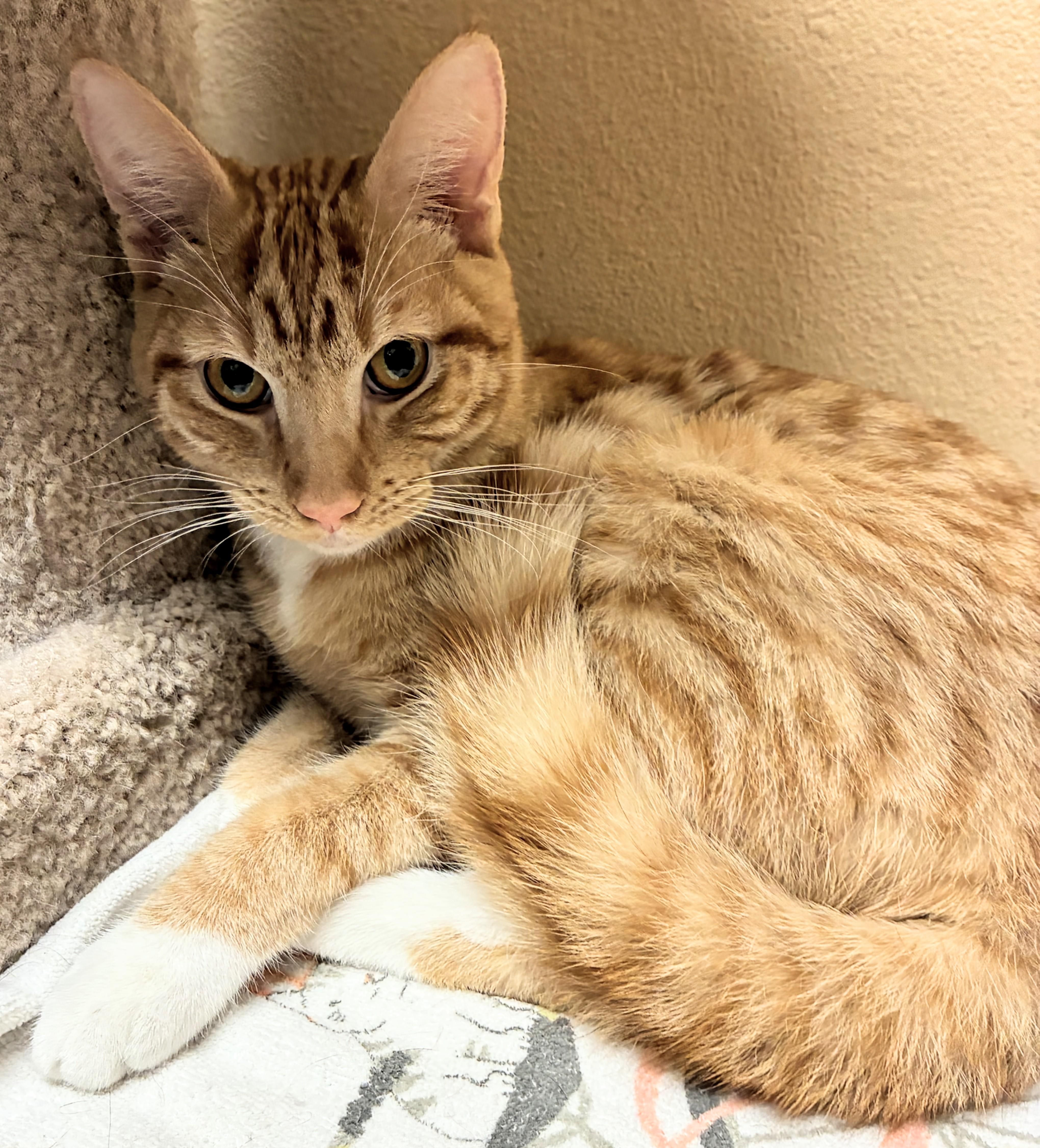 Spencer Rancho Cucamonga Petsmart thumbnail 2