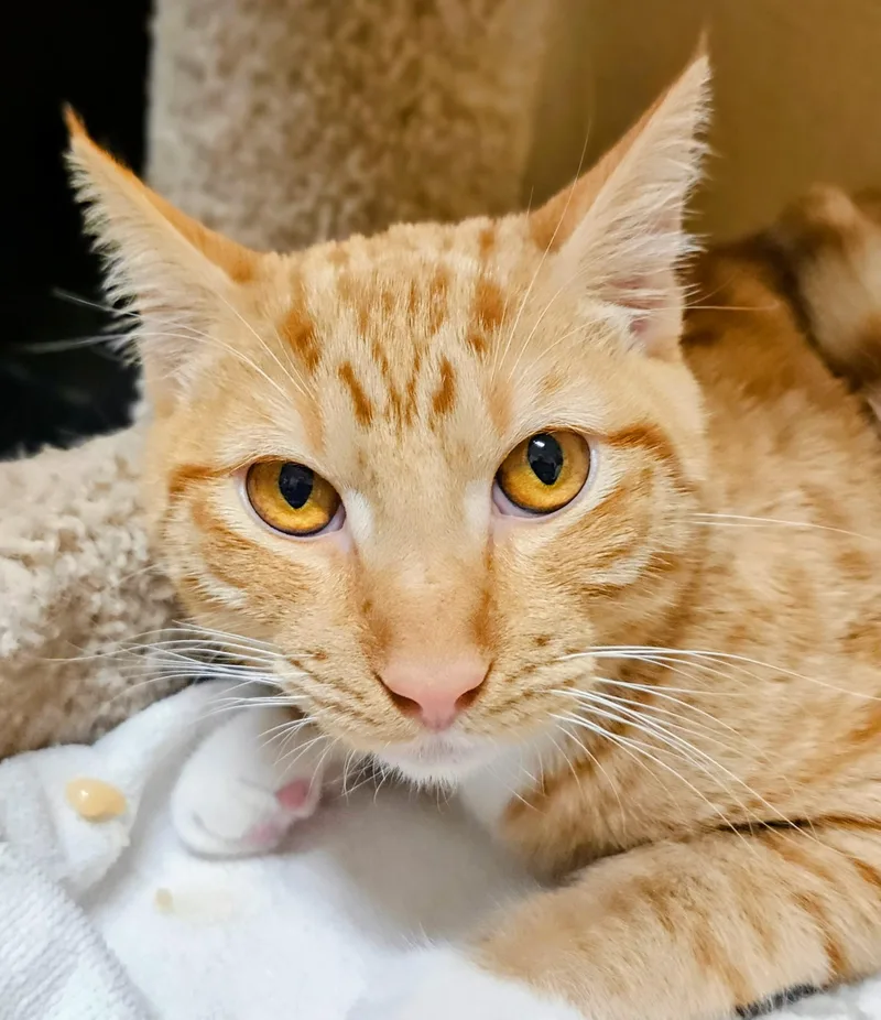 Spencer Rancho Cucamonga Petsmart thumbnail 3