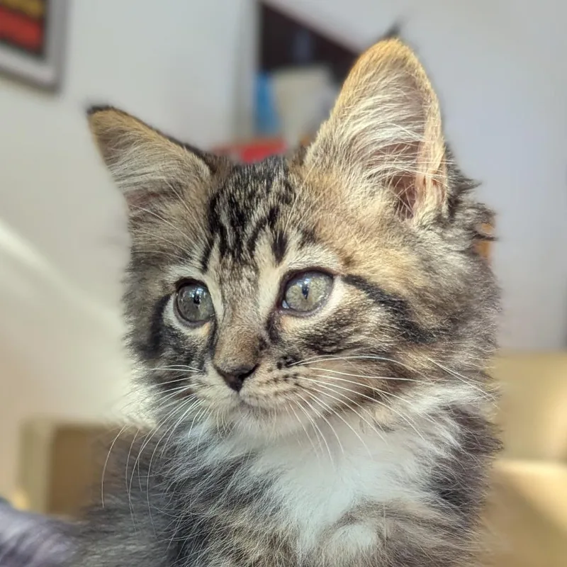 A baby medium-sized female Brown / Chocolate Domestic Short Hair cat named Charlie for adoption in Houston, TX