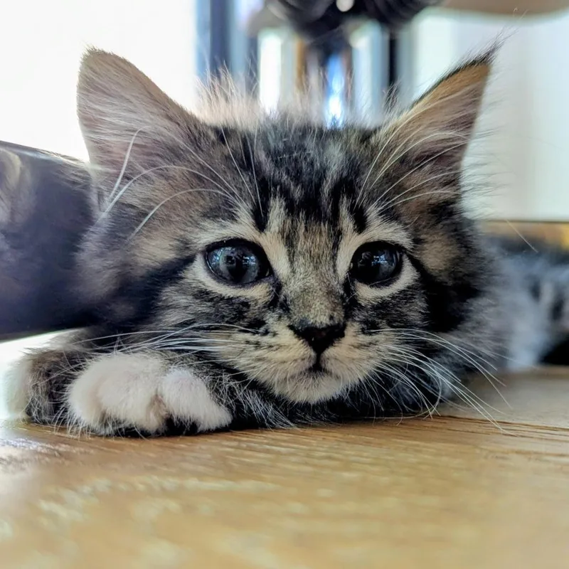 Charlie thumbnail 2