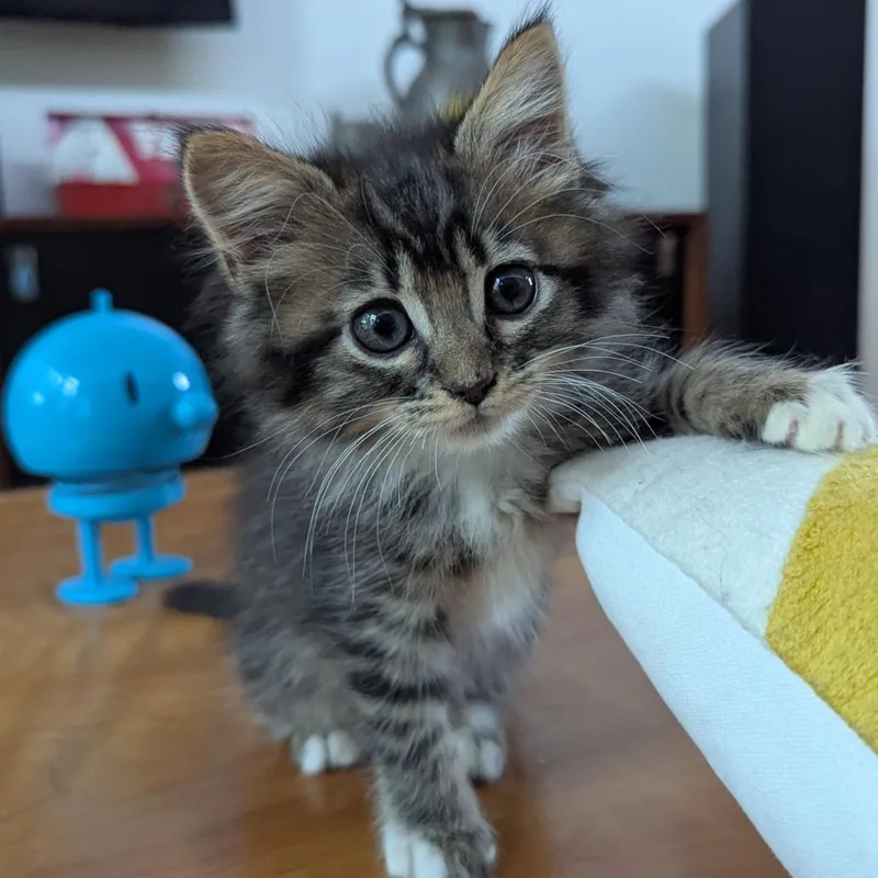 Charlie thumbnail 4