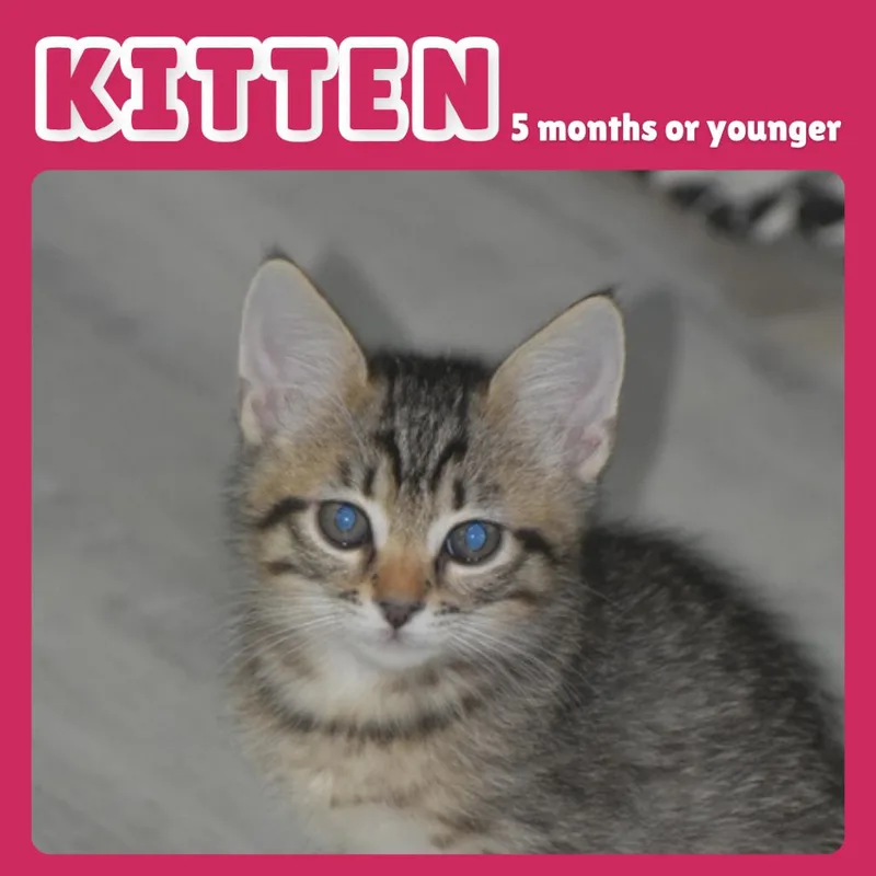A baby small-sized male Brown / Chocolate Domestic Short Hair cat named Shell for adoption in Gainesville, FL