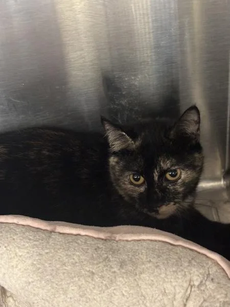 An adult small-sized female Domestic Short Hair cat named Tiramisu for adoption in Virginia Beach, VA