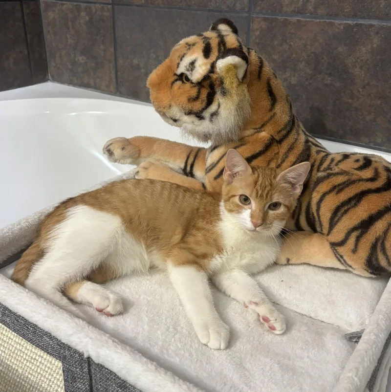 A baby small-sized female Tabby cat named Charlee sisterofCheetoh for adoption in Houston, TX