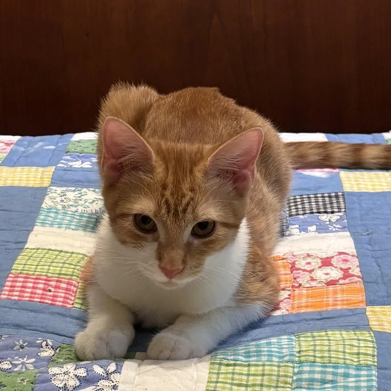 Charlee sisterofCheetoh thumbnail 2