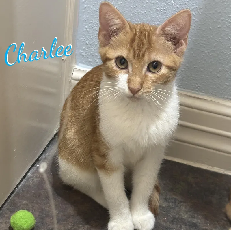 Charlee sisterofCheetoh thumbnail 3