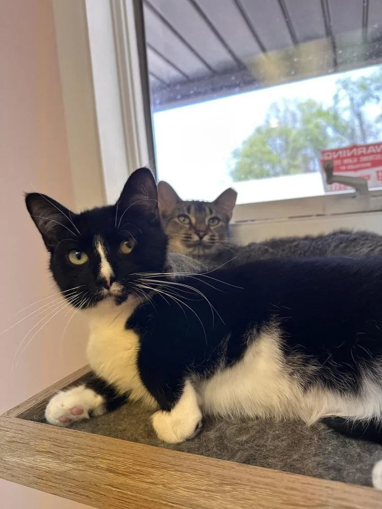 A young medium-sized male Black & White / Tuxedo Domestic Short Hair cat named Benny for adoption in Greensburg, PA