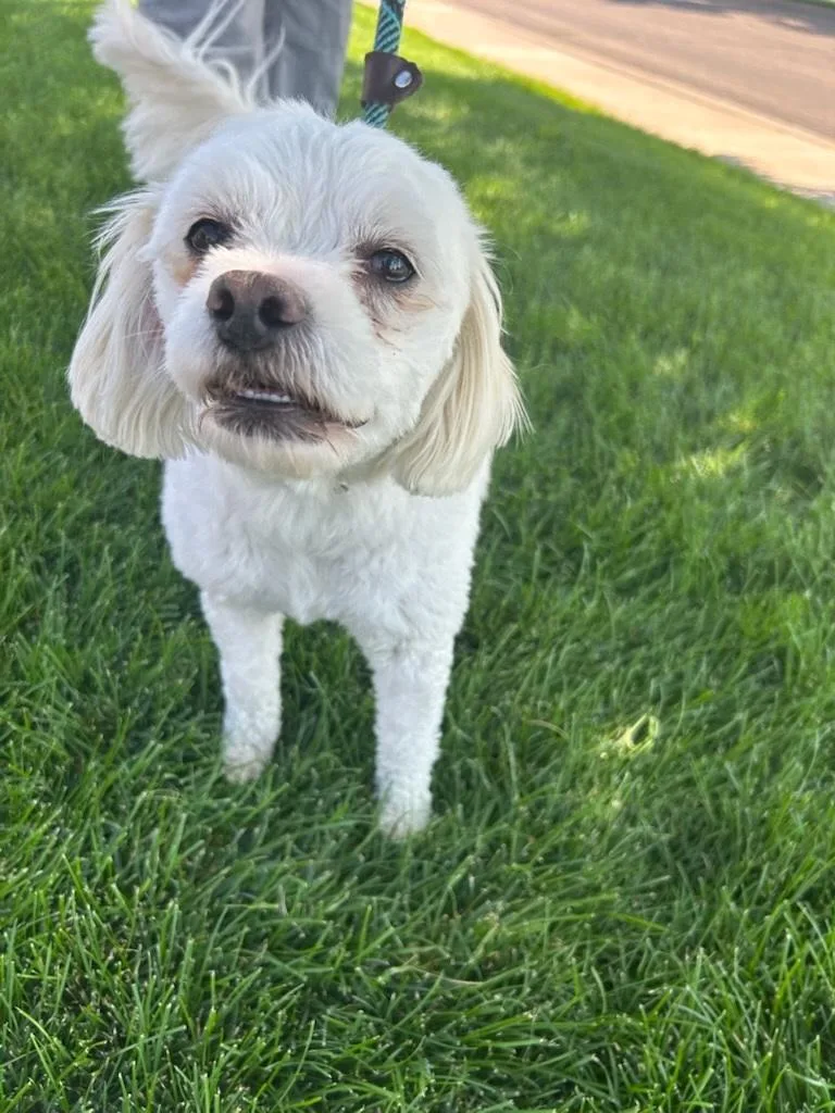 A young small-sized male White / Cream Poodle dog named Fraiser for adoption in Eaton, CO