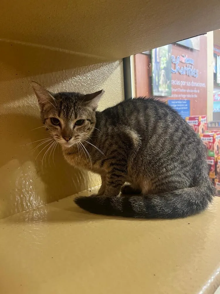 A baby small-sized female Black & White / Tuxedo Domestic Short Hair cat named Aceituna for adoption in Naranjito, PR