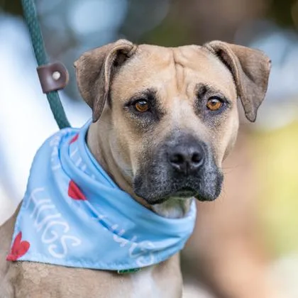 An adult medium-sized female Mixed Breed dog named Angel for adoption in Honolulu, HI