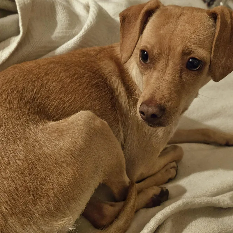 An adult small-sized female Chihuahua dog named Esha'ntarl for adoption in Eugene, OR