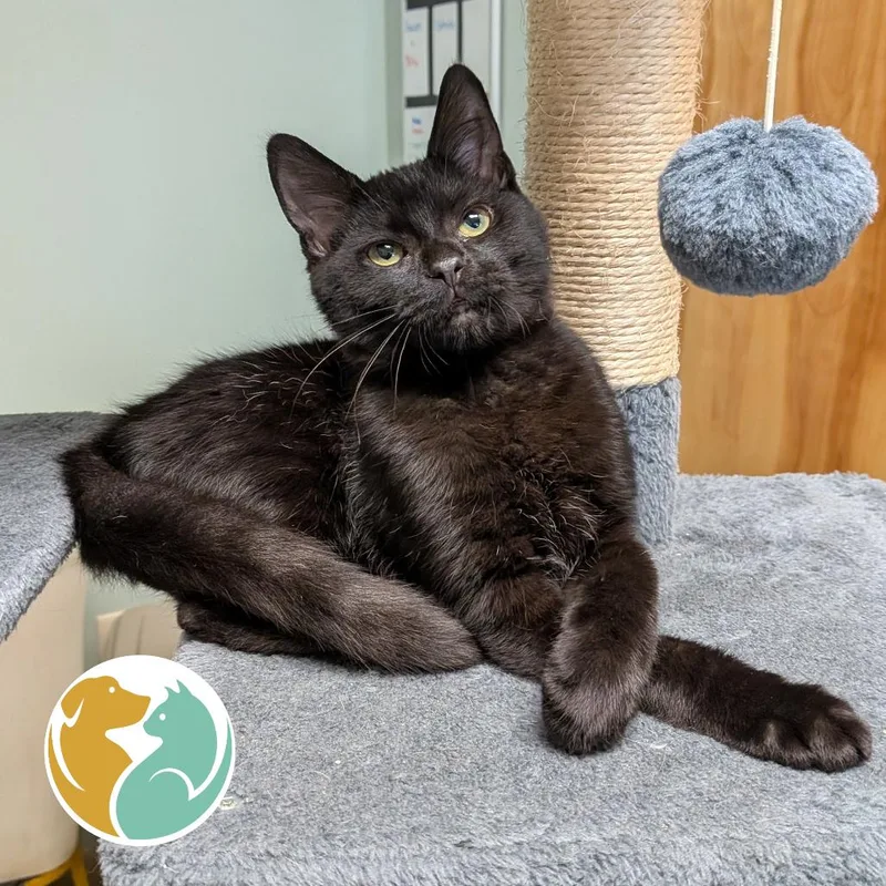 A baby small-sized male Black Domestic Short Hair cat named Snot Rocket for adoption in Toledo, OH