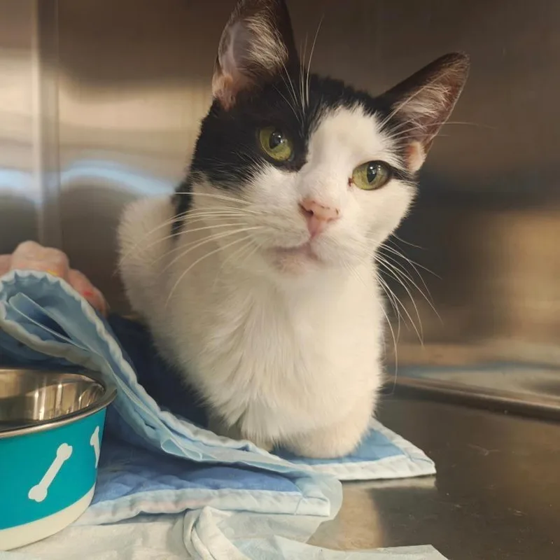 A senior medium-sized male Black Domestic Short Hair cat named Robert for adoption in Bentonville, AR