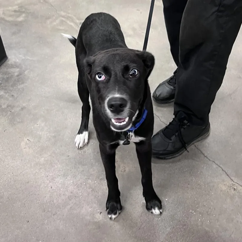 A baby medium-sized female Black Labrador Retriever dog named Aiko for adoption in Tampa, FL