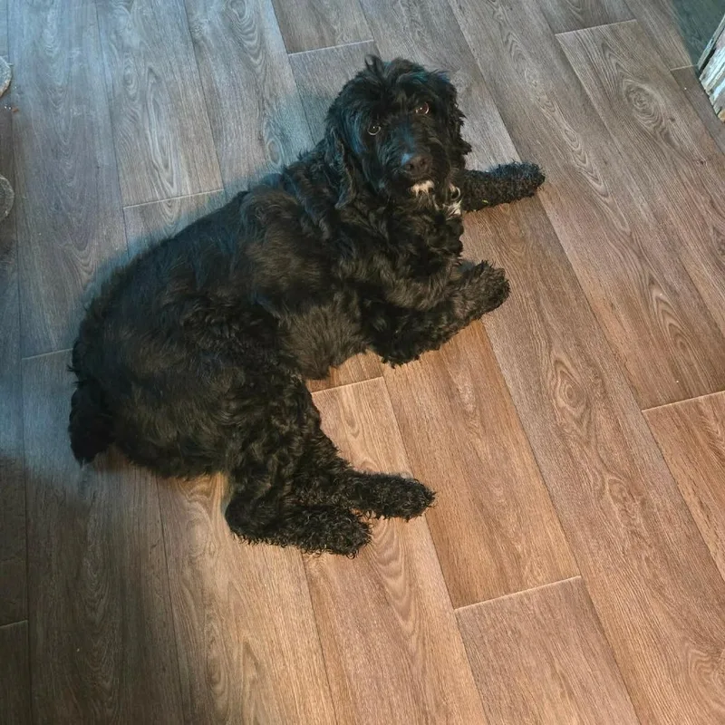 An adult medium-sized male Black Australian Shepherd dog named Zola for adoption in Brooksville, KY