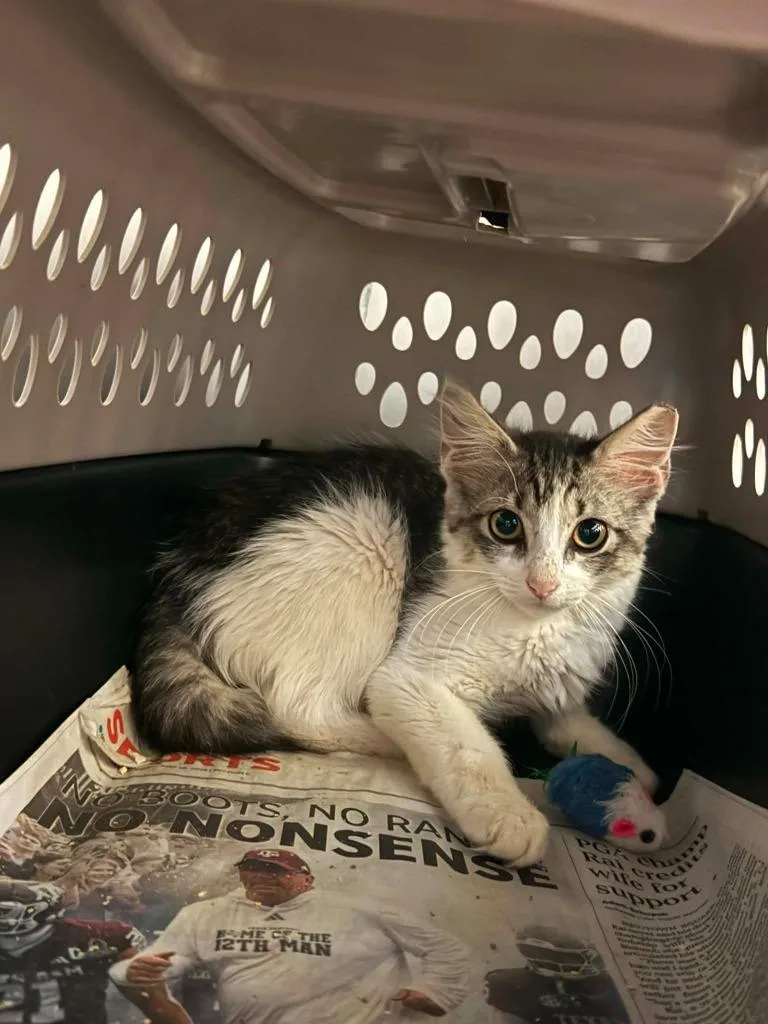 A baby medium-sized male Domestic Short Hair cat named Italy for adoption in Bossier City, LA