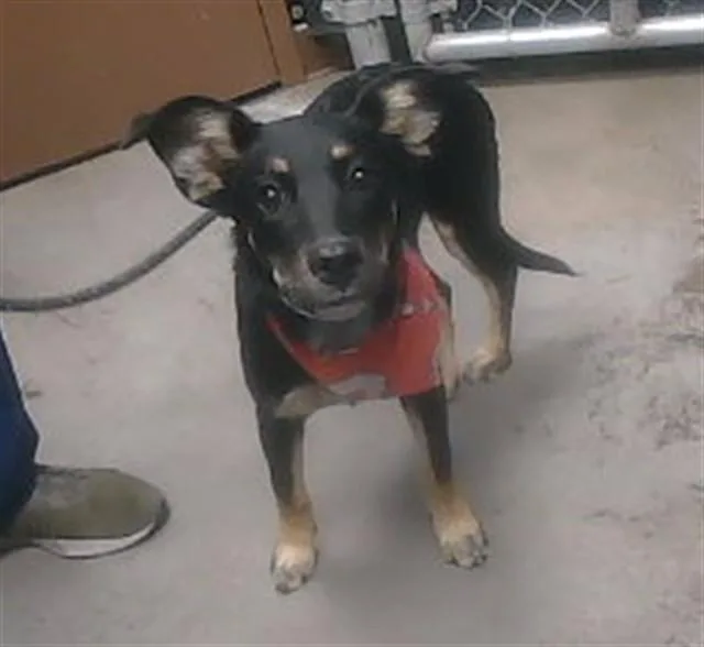 A young small-sized female German Shepherd Dog dog named Jewel for adoption in Phoenix, AZ