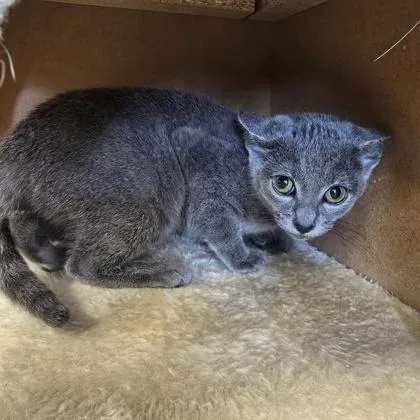A baby small-sized female Domestic Short Hair cat named Starry for adoption in Janesville, WI