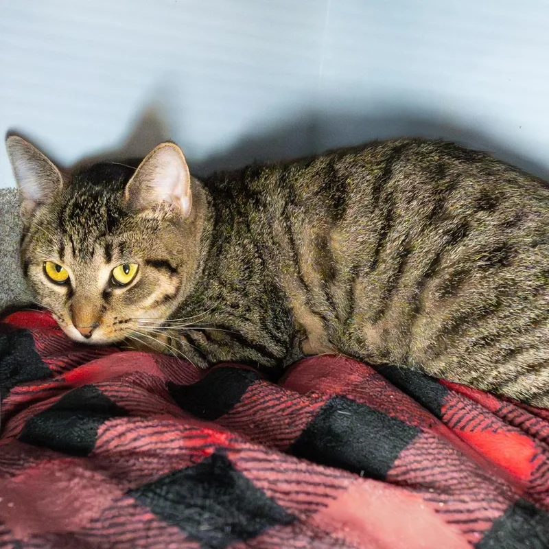 A young medium-sized male Domestic Short Hair cat named Flame for adoption in South Elgin, IL