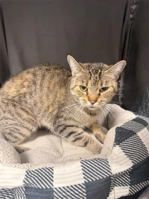 An adult medium-sized female Domestic Short Hair cat named Lexi for adoption in Appling, GA