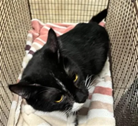 An adult small-sized female Domestic Short Hair cat named Letisia for adoption in Van Nuys, CA