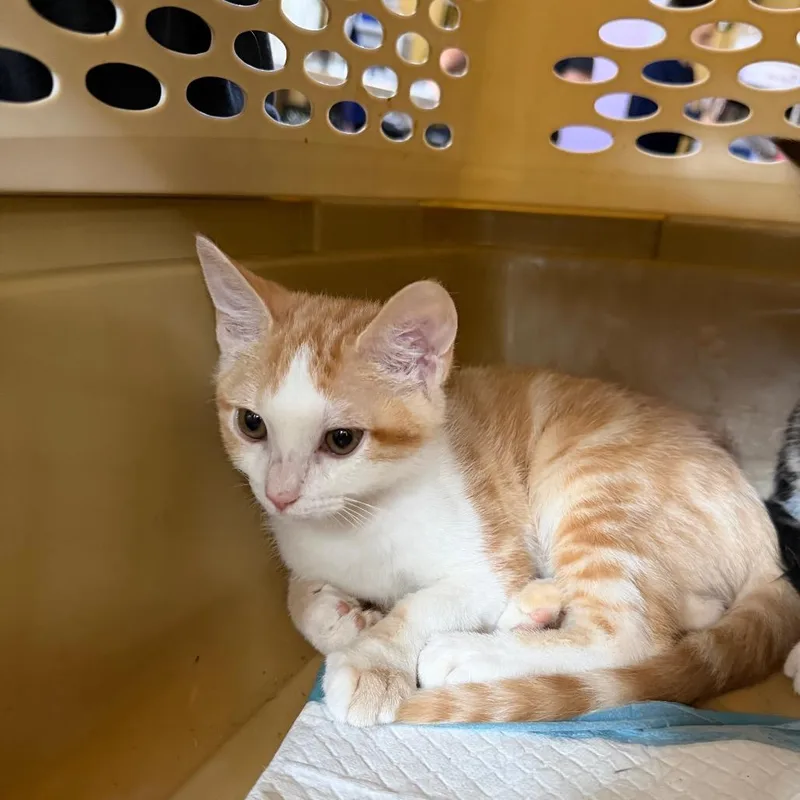 A baby small-sized female Orange / Red Domestic Short Hair cat named Betty  BEARStray_ for adoption in New Orleans, LA