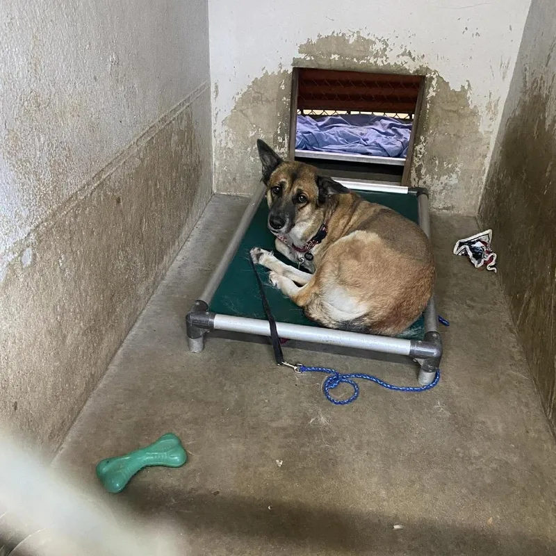 A senior medium-sized female Brown / Chocolate German Shepherd Dog dog named Cheyenne for adoption in Austin, TX
