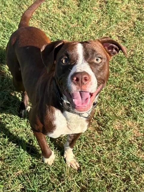 A young medium-sized female American Staffordshire Terrier dog named Blueberry Muffin for adoption in York, SC
