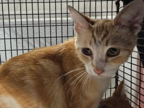 A young medium-sized female Domestic Short Hair cat named Agnes for adoption in Van Nuys, CA