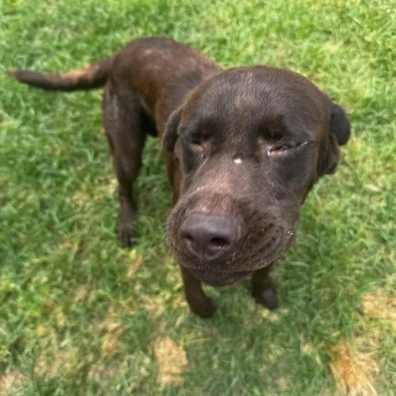 An adult large-sized male Chocolate Labrador Retriever dog named Manhattan for adoption in Brownsboro, AL