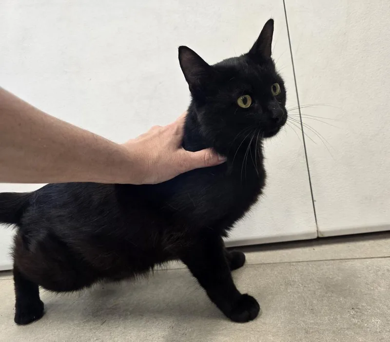 An adult large-sized male Domestic Short Hair cat named Belamy for adoption in Dickson, TN