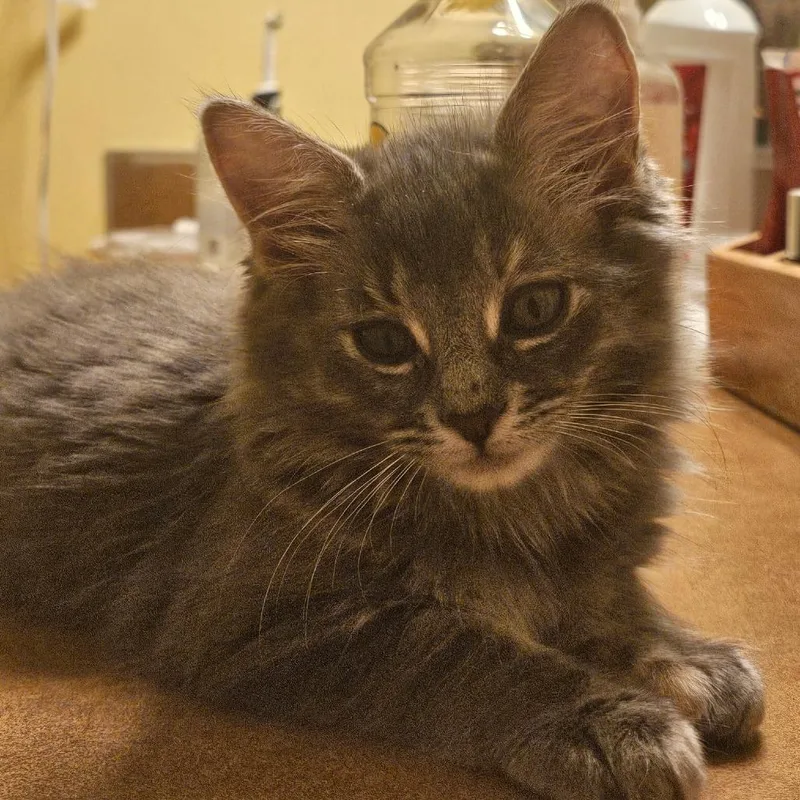 A baby small-sized female Gray / Blue / Silver Domestic Medium Hair cat named Storm for adoption in West Olive, MI