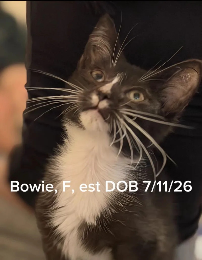 A baby small-sized female Domestic Long Hair cat named Bowie for adoption in Shrewsbury, MA