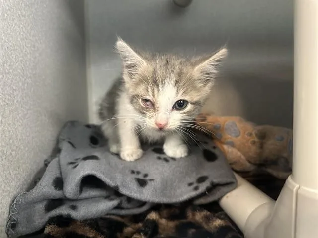 A baby small-sized male Domestic Short Hair cat named Lynx for adoption in Dallas, TX