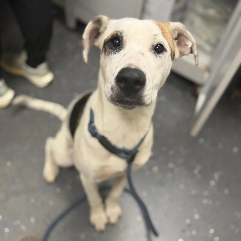 A young medium-sized female White / Cream Mixed Breed dog named Dot for adoption in Columbiana, AL